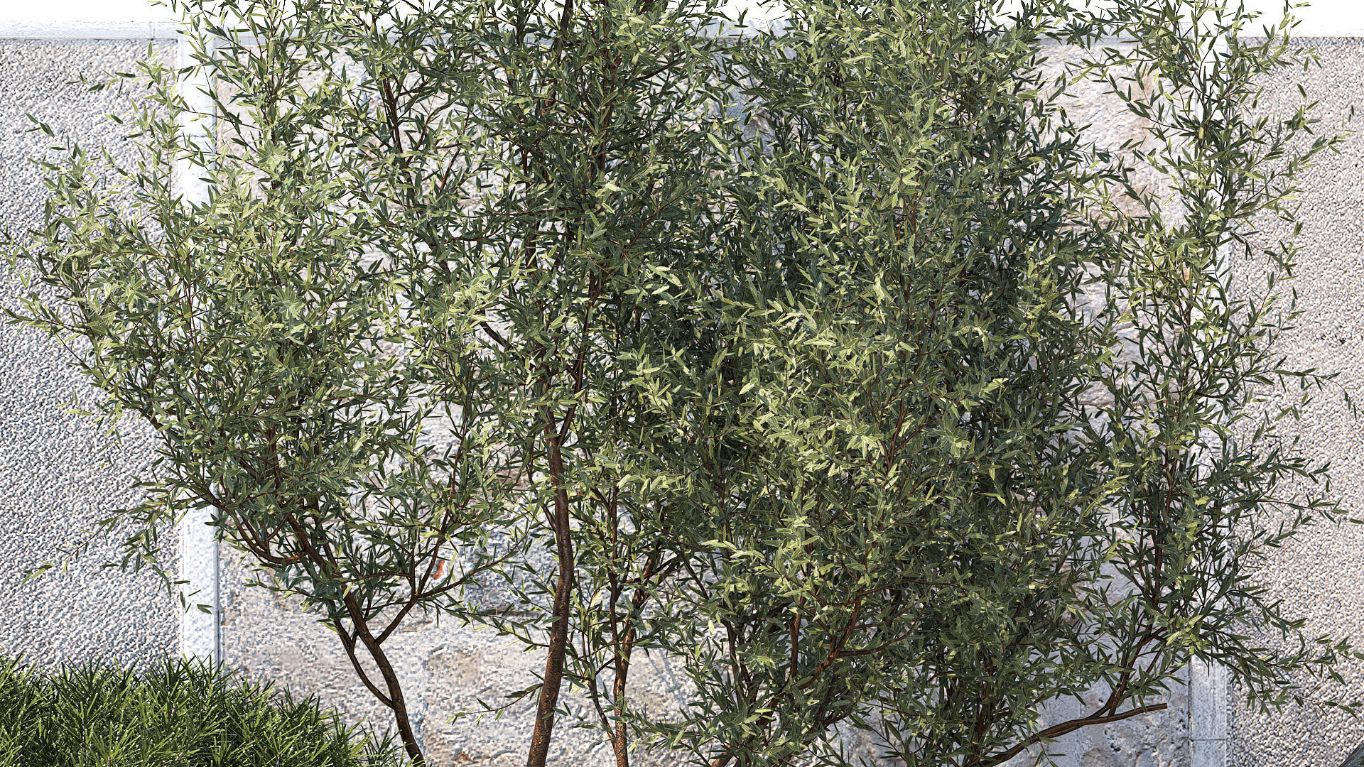 Garden Juniper Pampas Pine Topiary Berberis 1402 3D model_5