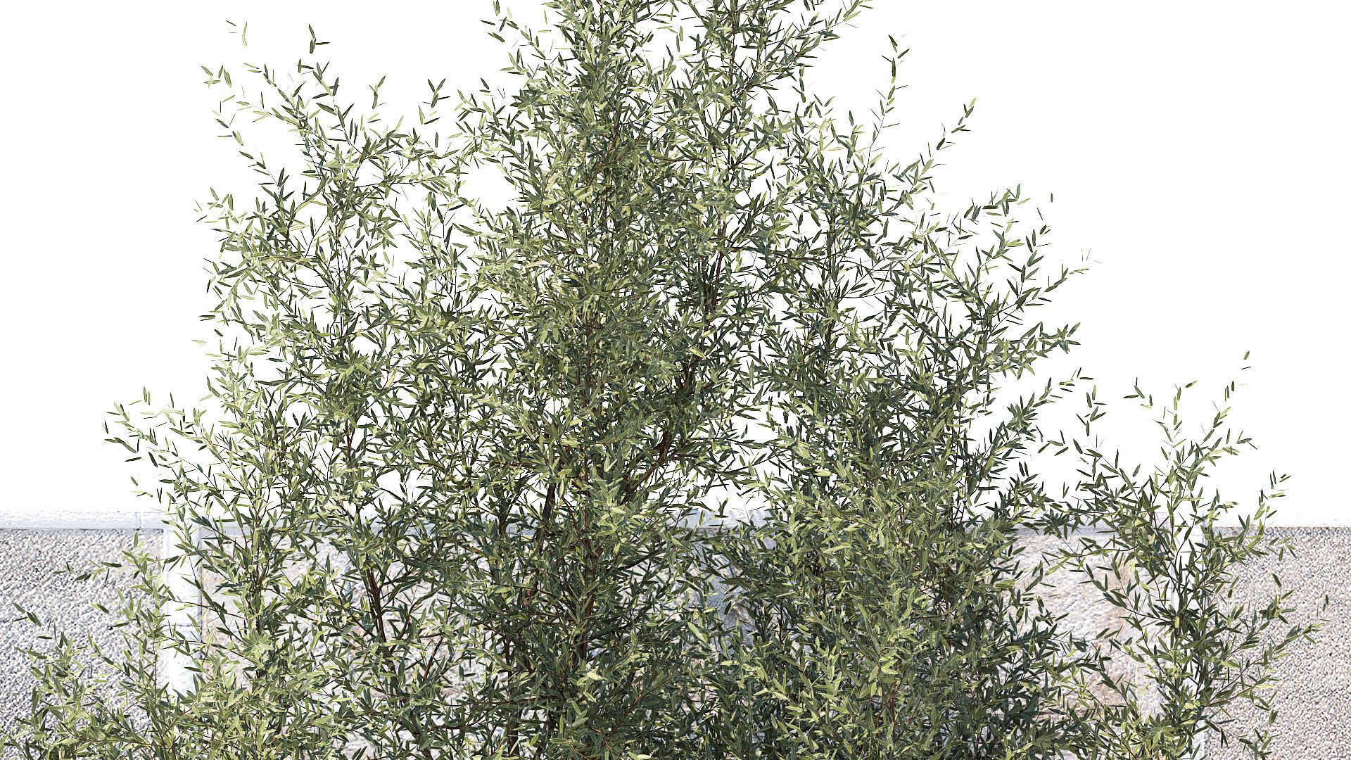 Garden Juniper Pampas Pine Topiary Berberis 1402 3D model_6