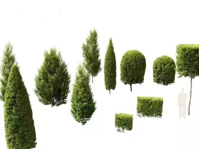 Carpinus betulus - European hornbeam