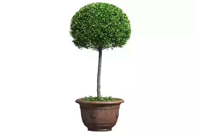 Decorative tree in a garden pot Front Entry Tree Patio Porch 