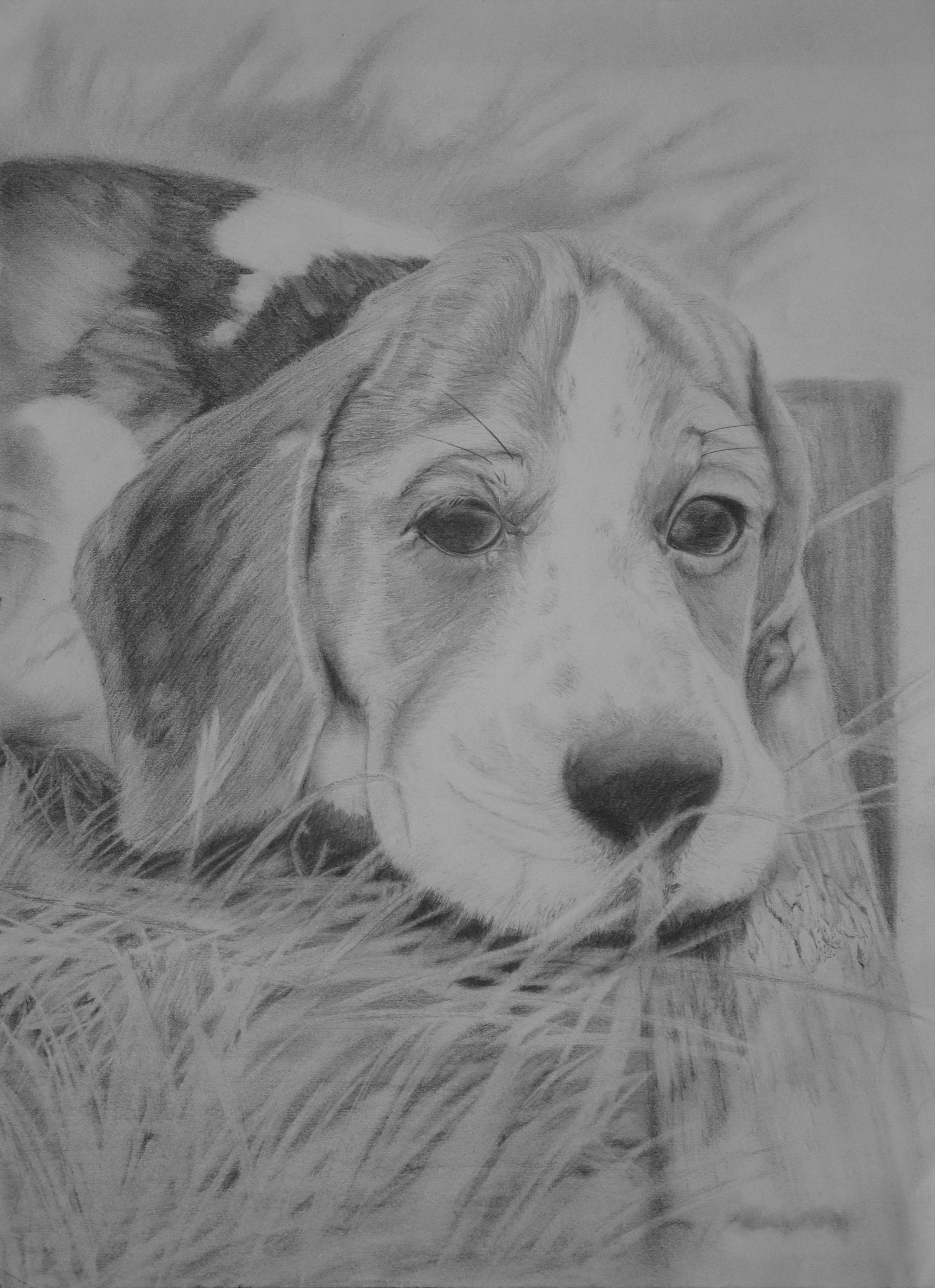 Portrait of puppy - Bagel the beagle Low-poly 3D model_1