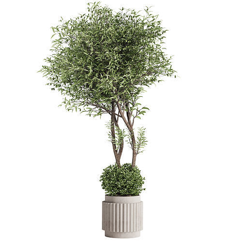 Olive Tree and Bush in Concrete Pot 3D model