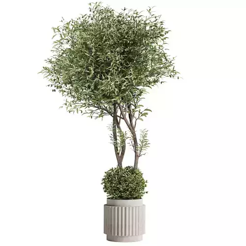Olive Tree and Bush in Concrete Pot