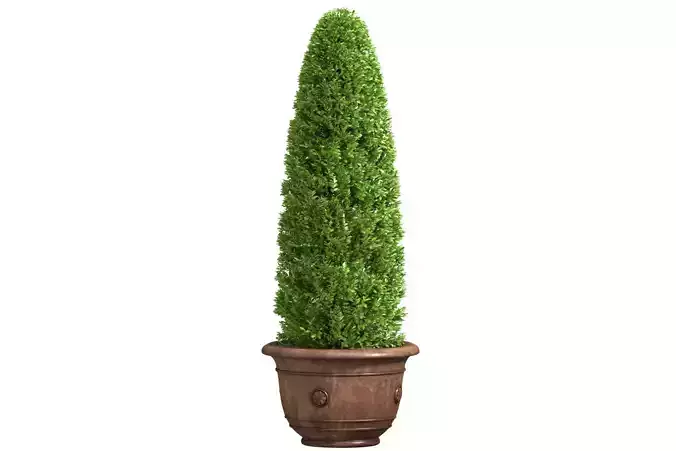 Decorative tree in a  garden pot Front Entry Tree Patio Porch