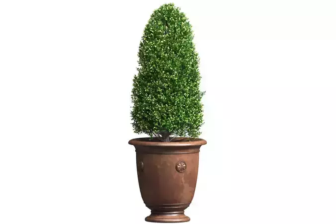 Boxwood in a Classic French Pot Front Entry Tree Patio Porch 