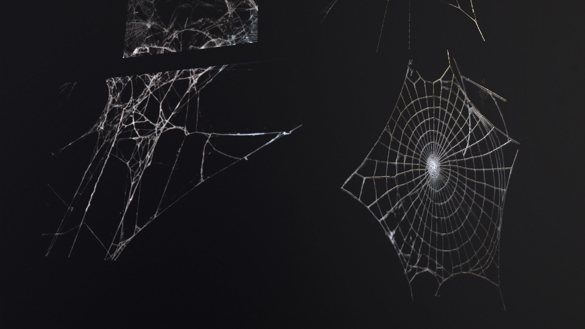 Spider Webs  Low-poly 3D model_16