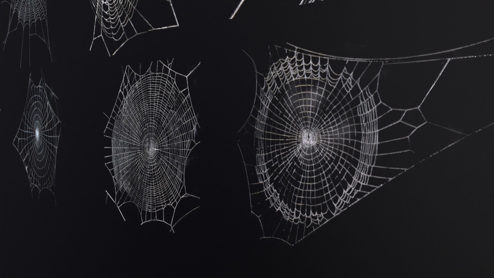 Spider Webs  Low-poly 3D model_20