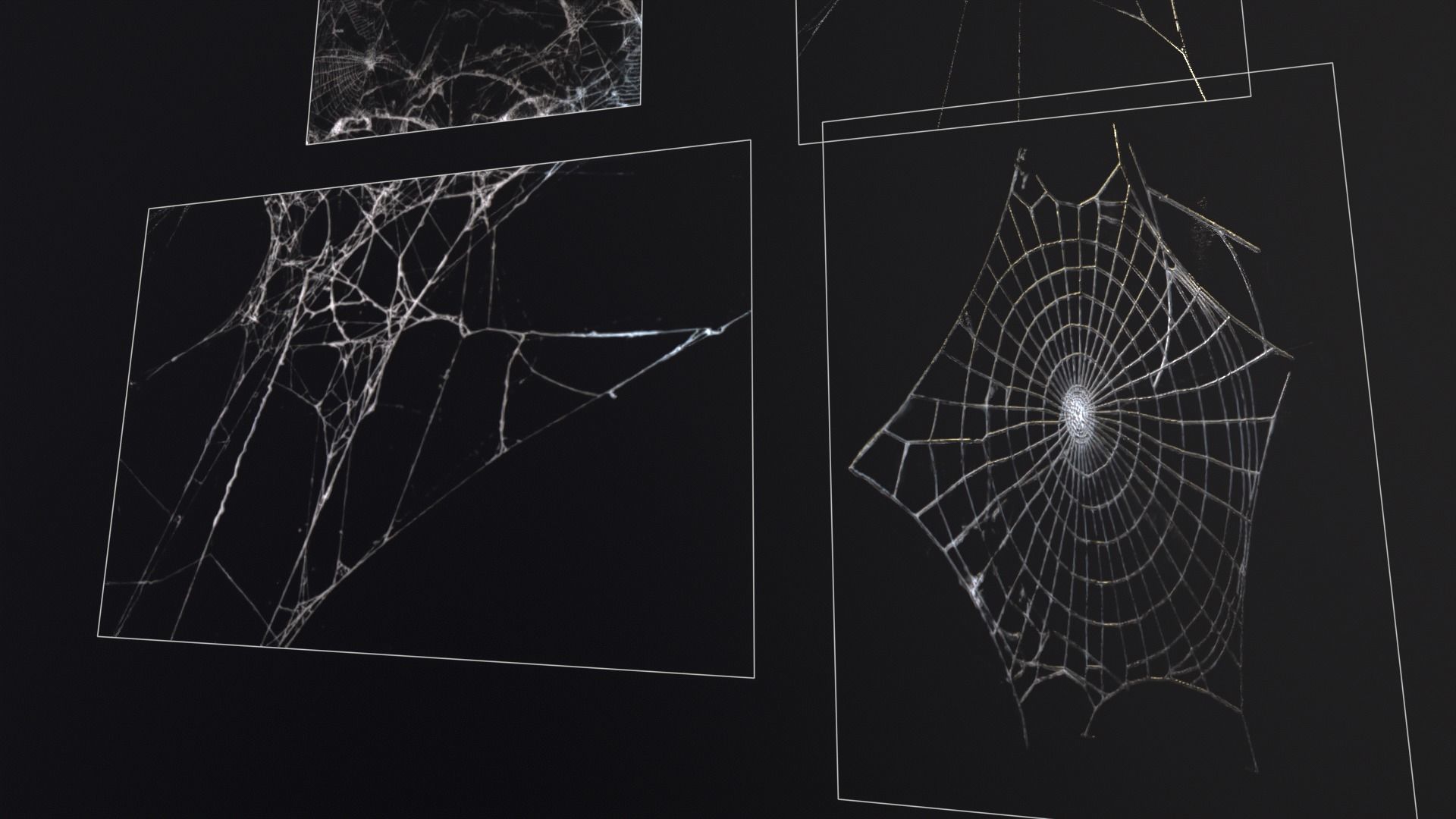 Spider Webs  Low-poly 3D model_17