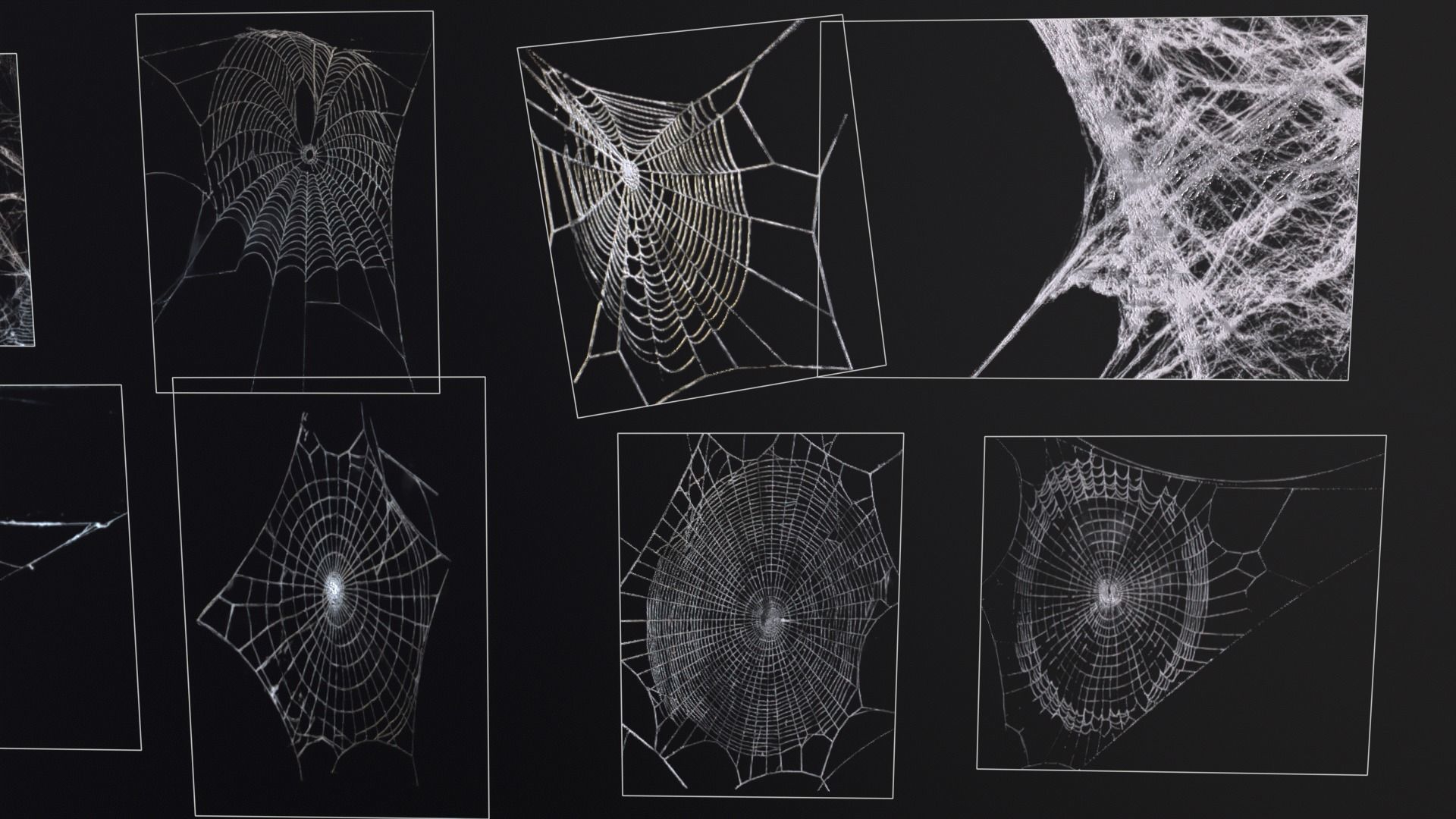 Spider Webs  Low-poly 3D model_19