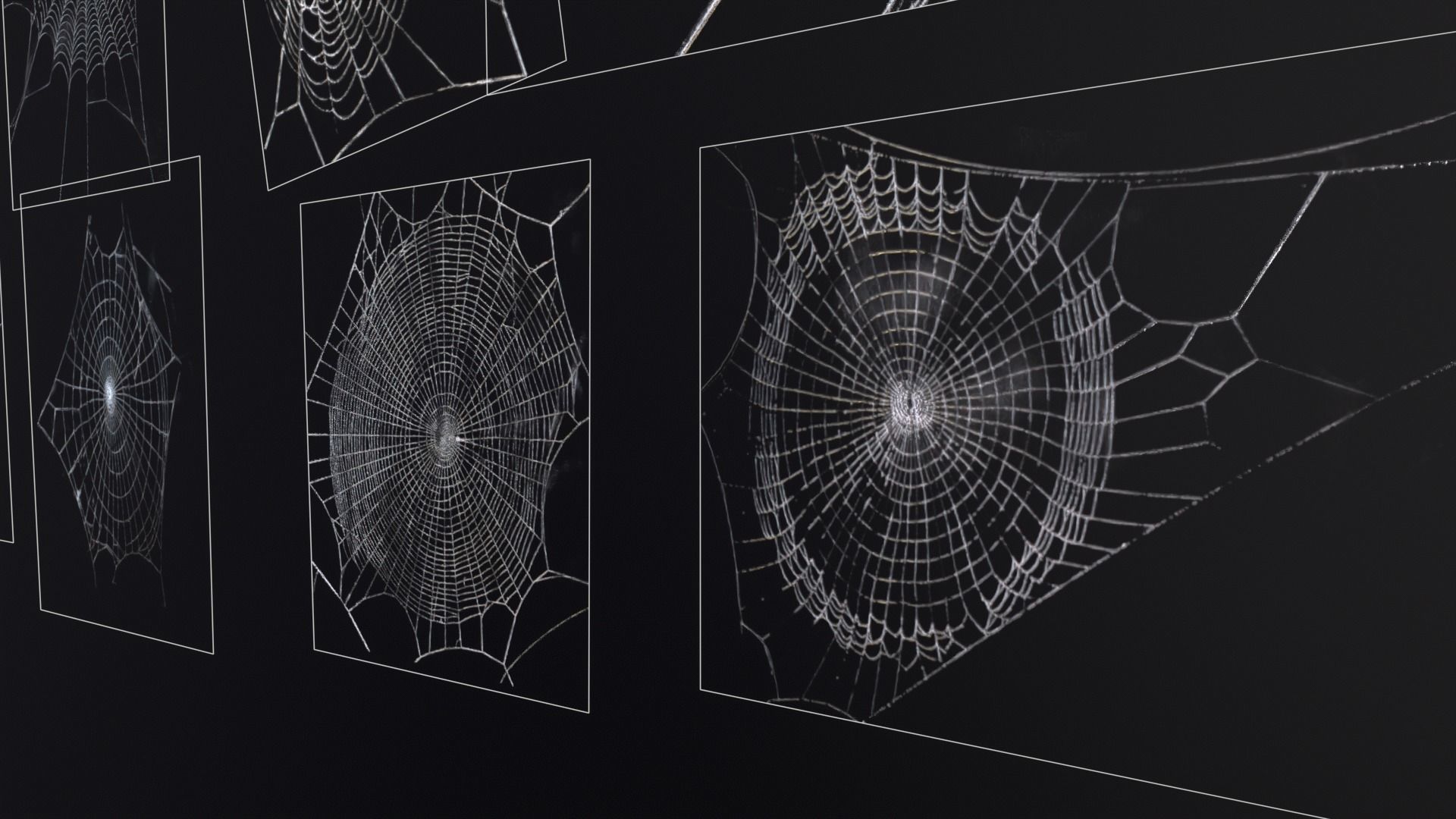Spider Webs  Low-poly 3D model_21