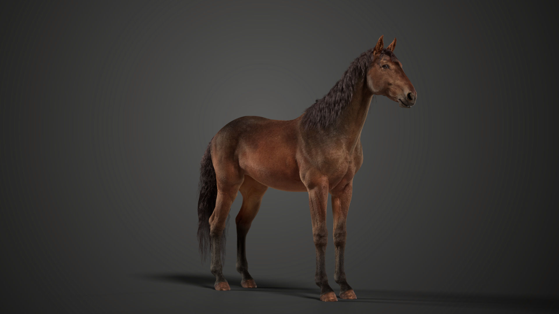 Brown Horse Animation   VFX Grace 3D model_12