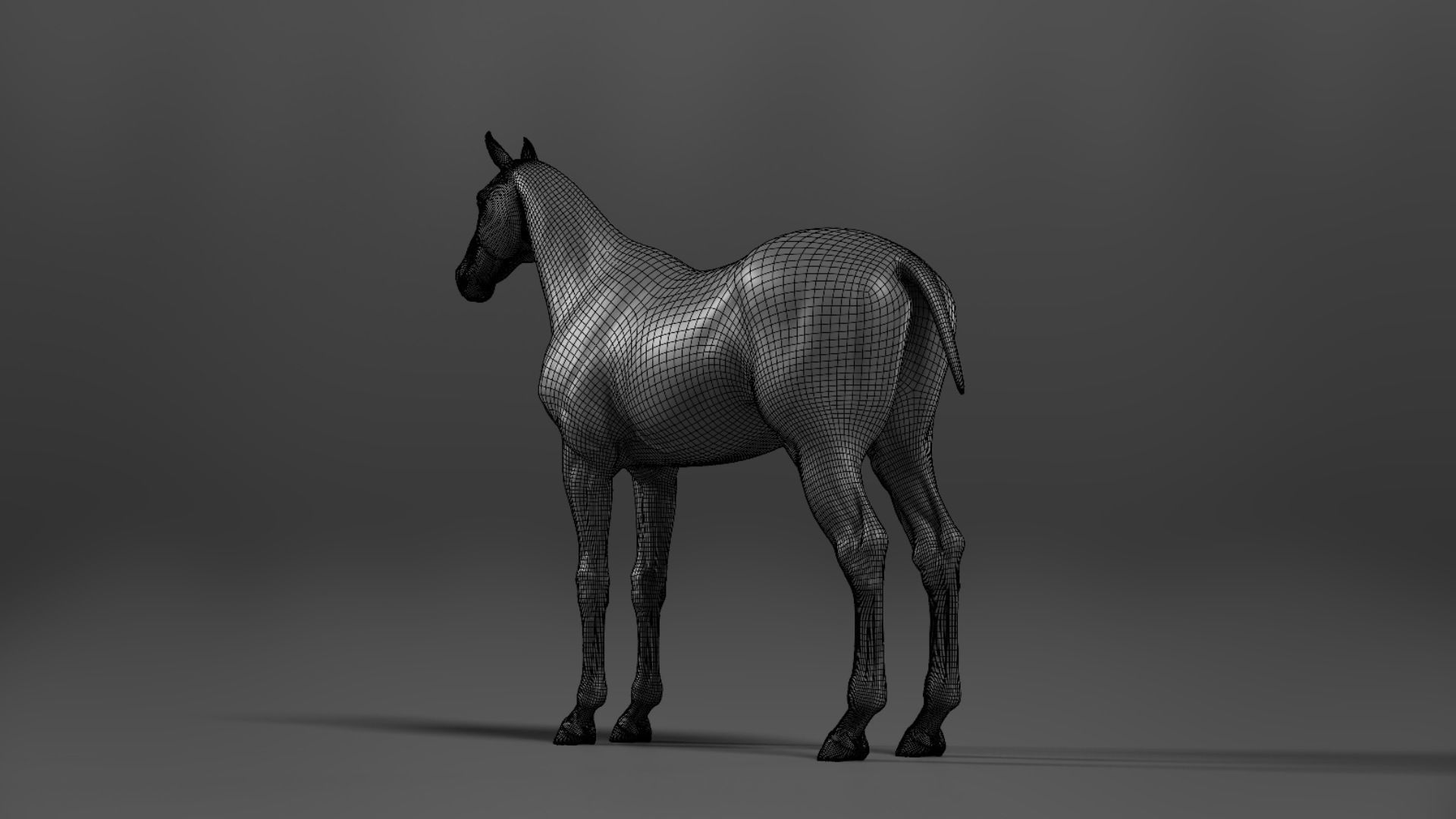 Brown Horse Animation   VFX Grace 3D model_28