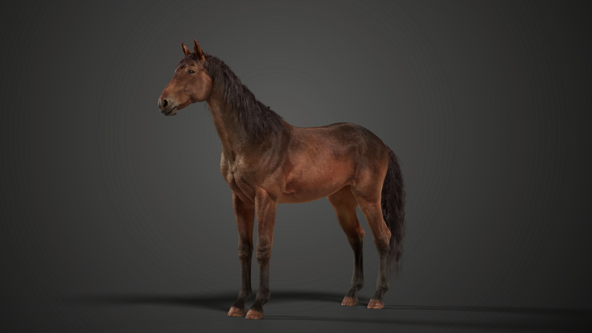 Brown Horse Animation   VFX Grace 3D model_7