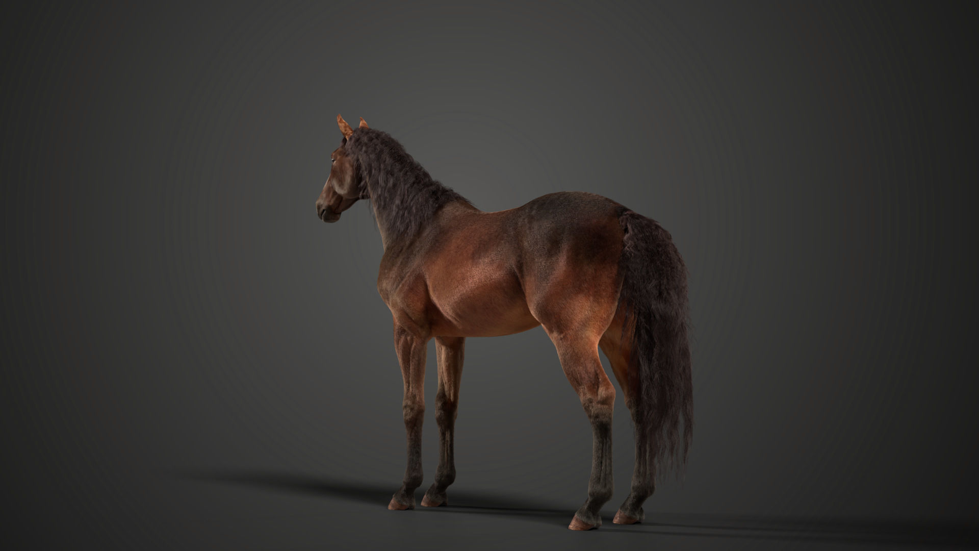 Brown Horse Animation   VFX Grace 3D model_9