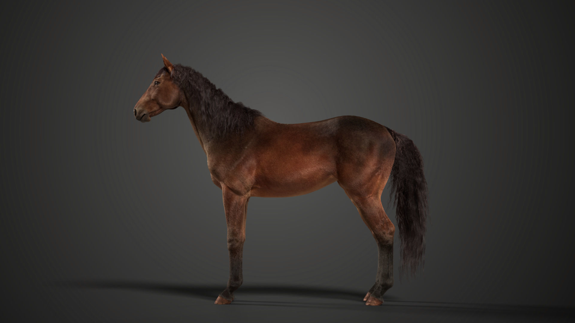 Brown Horse Animation   VFX Grace 3D model_8