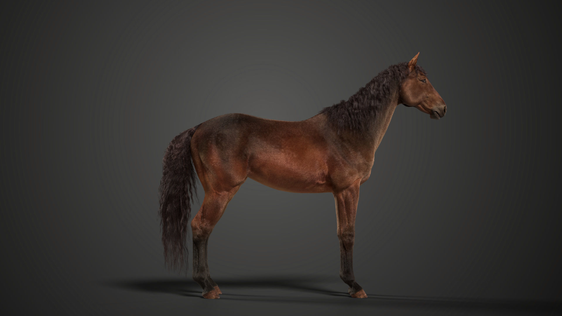 Brown Horse Animation   VFX Grace 3D model_11