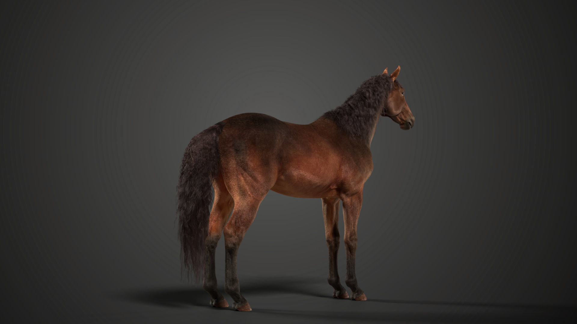 Brown Horse Animation   VFX Grace 3D model_10