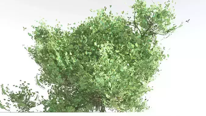EVERYPlant Beach Cabbage 3 --14 Models-- 3D model