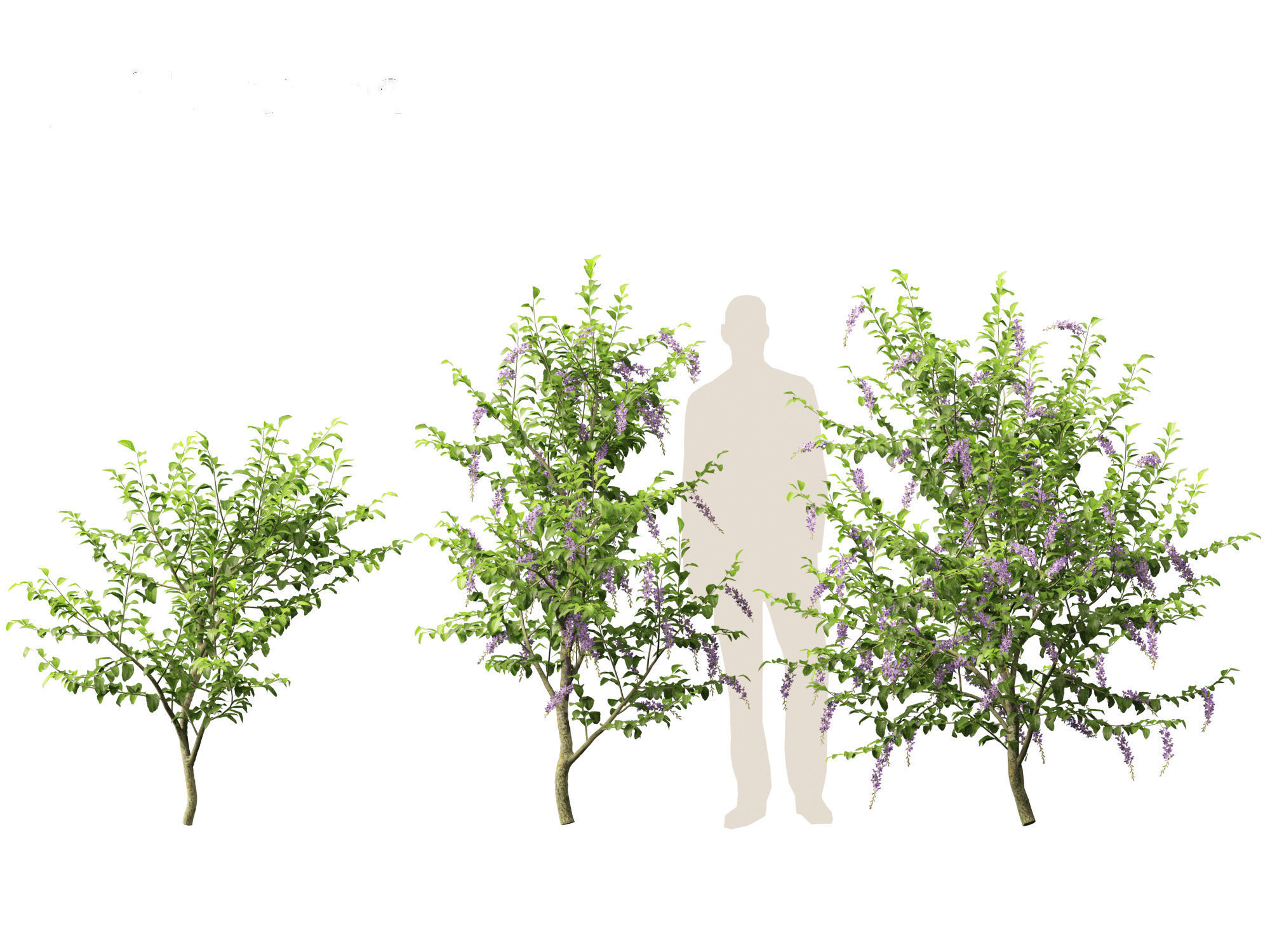 Duranta repens - Pigeon berry 3D model_6