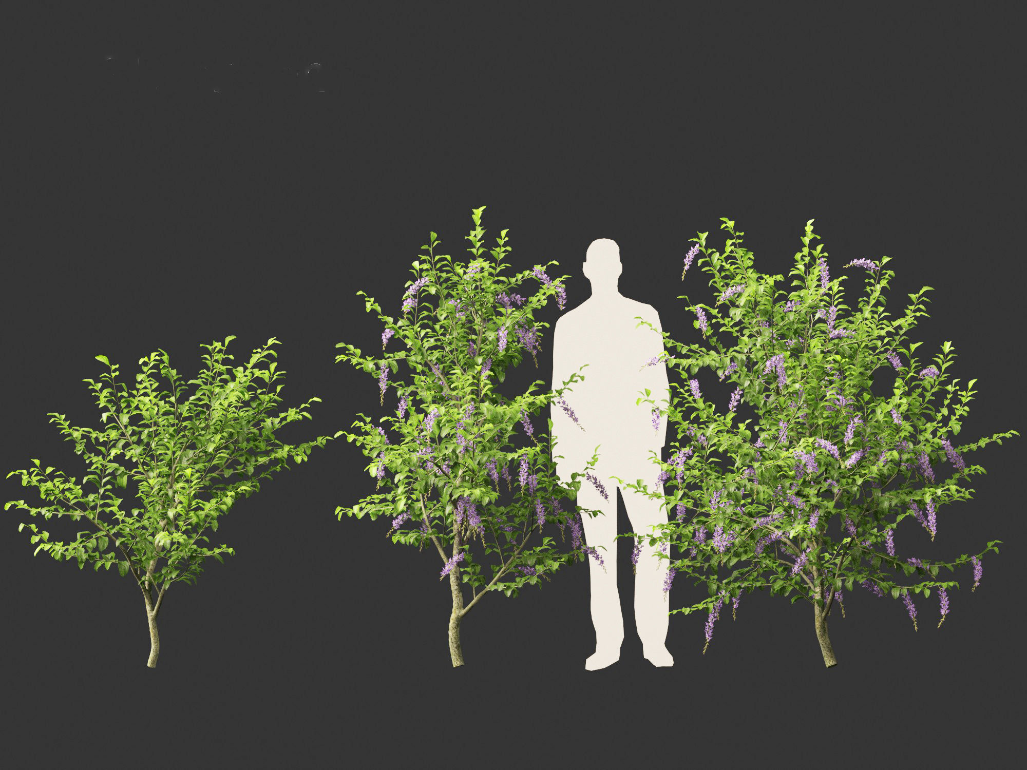 Duranta repens - Pigeon berry 3D model_7