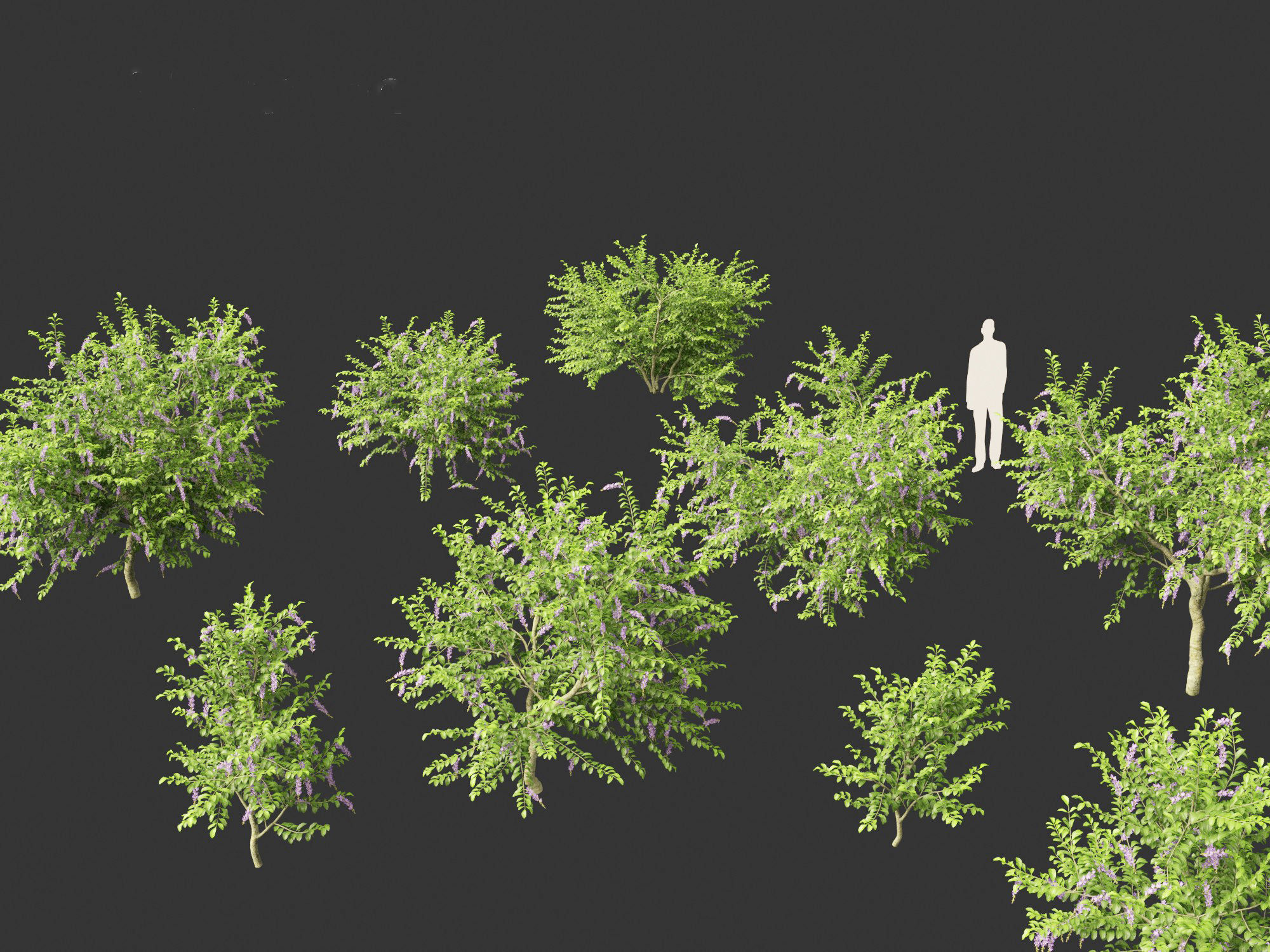 Duranta repens - Pigeon berry 3D model_2