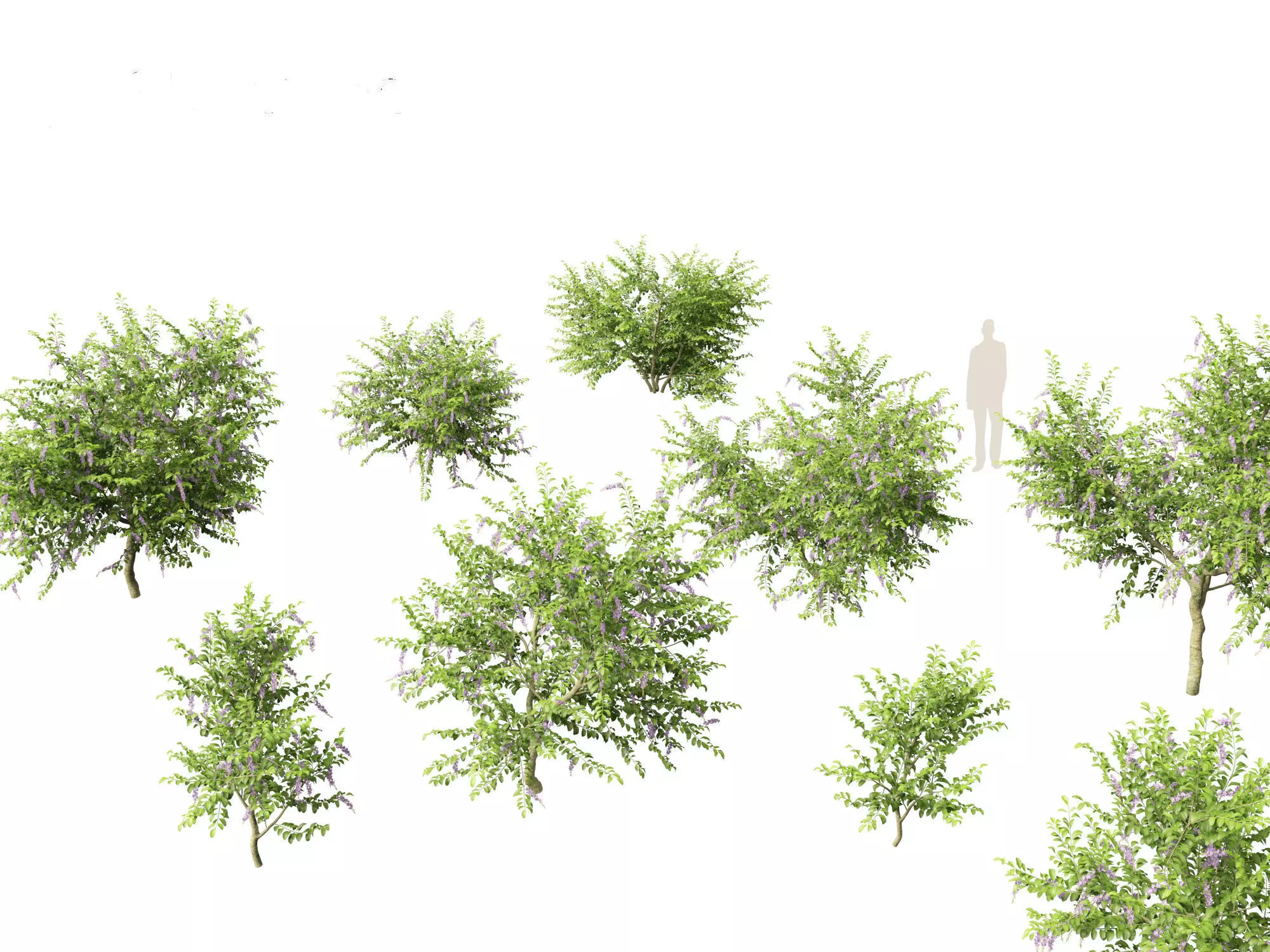 Duranta repens - Pigeon berry 3D model_0