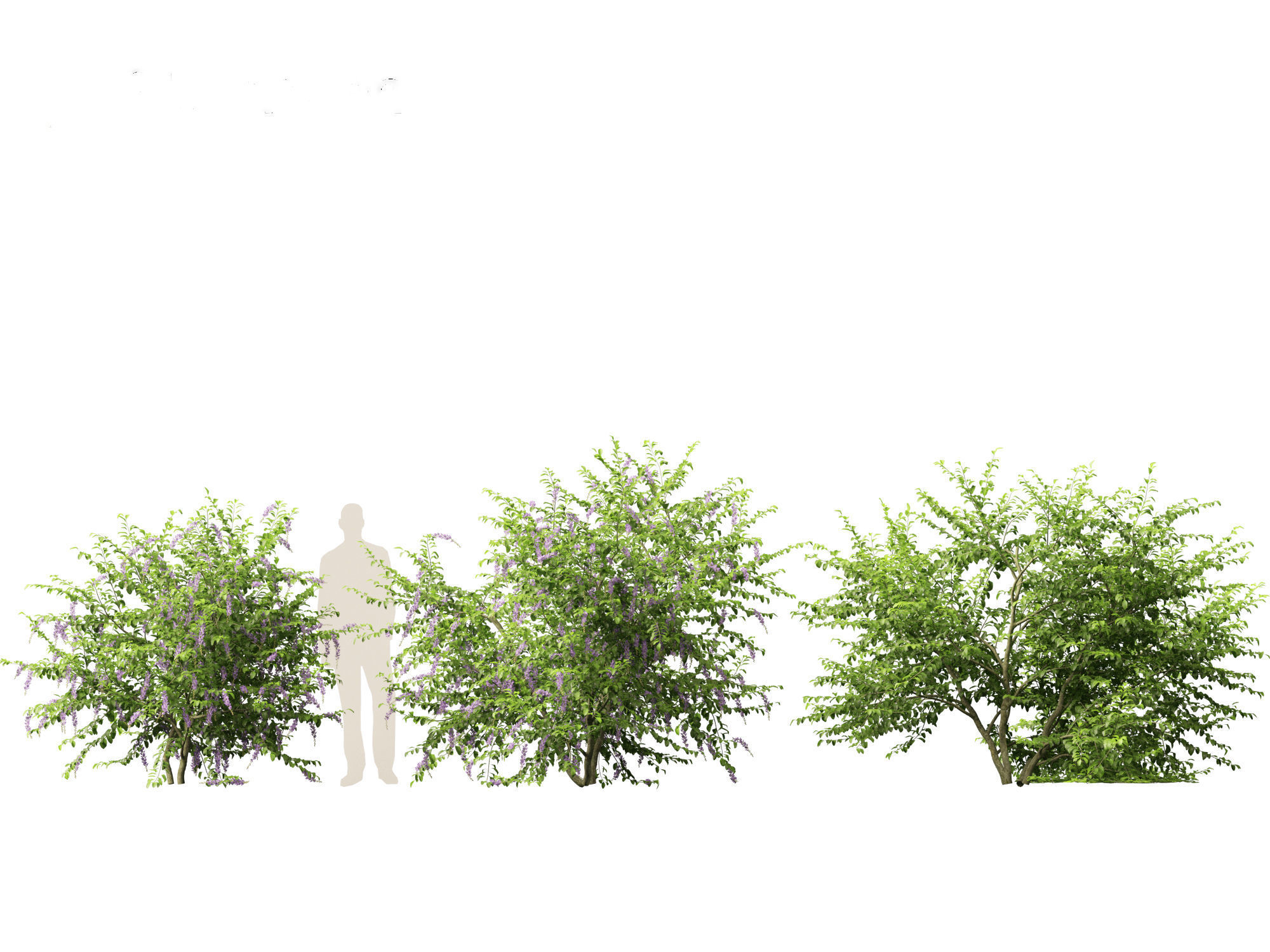 Duranta repens - Pigeon berry 3D model_8