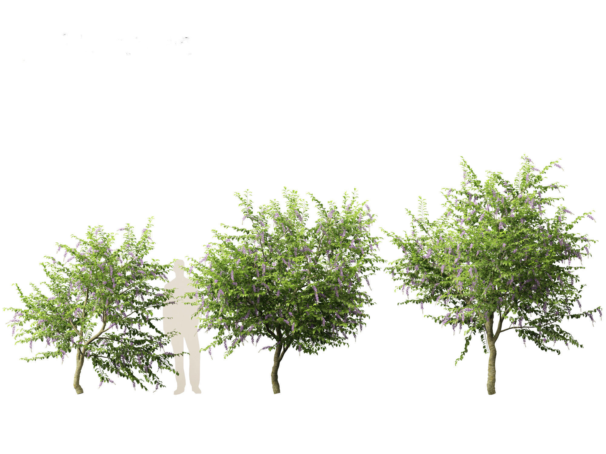 Duranta repens - Pigeon berry 3D model_10