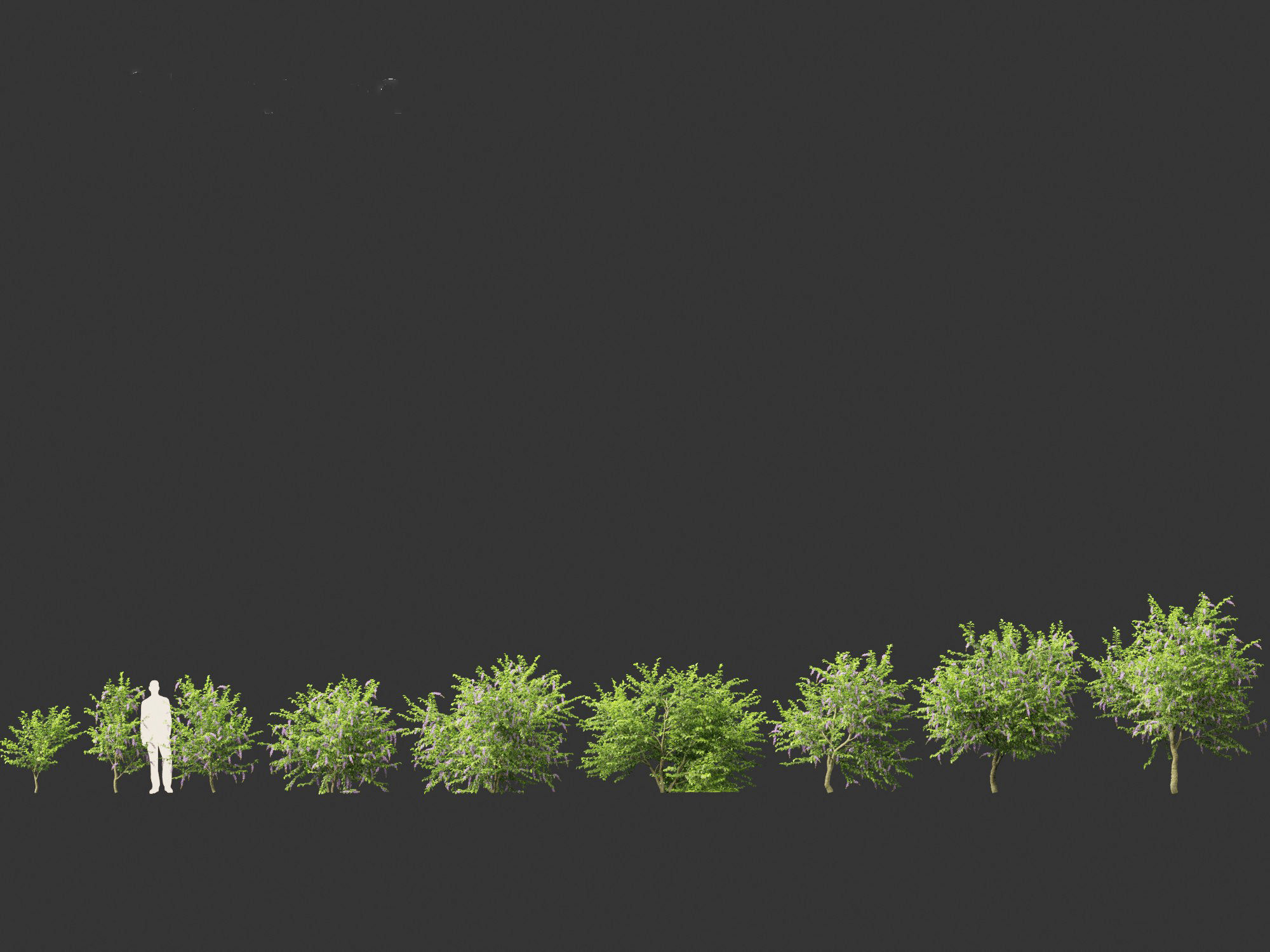 Duranta repens - Pigeon berry 3D model_5