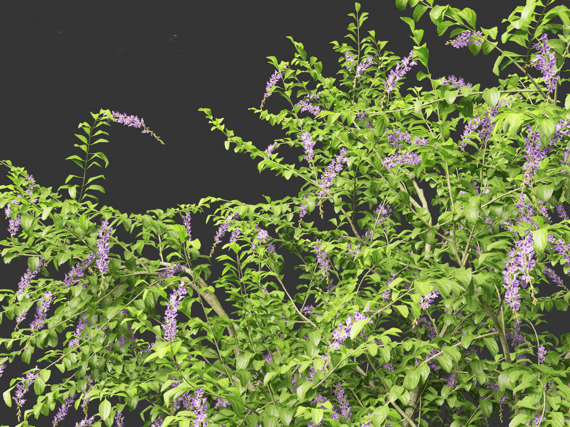 Duranta repens - Pigeon berry 3D model_4