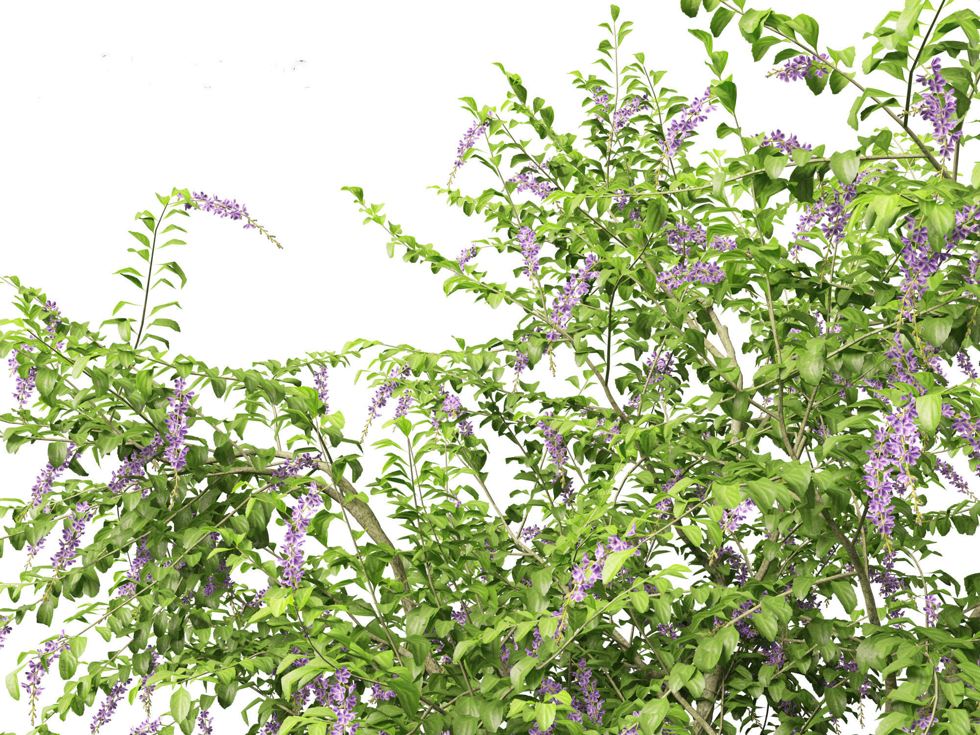 Duranta repens - Pigeon berry 3D model_3