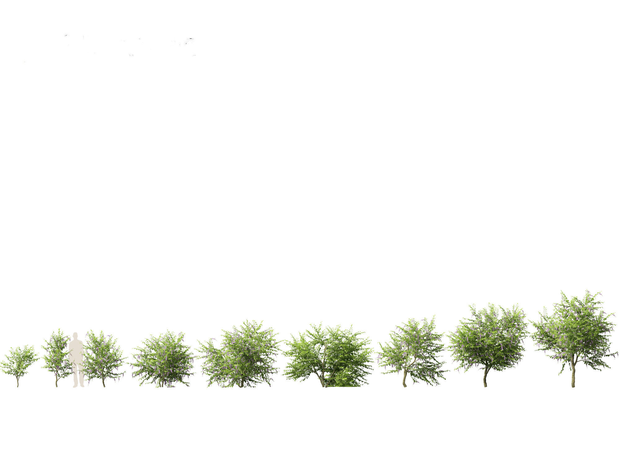 Duranta repens - Pigeon berry 3D model_1