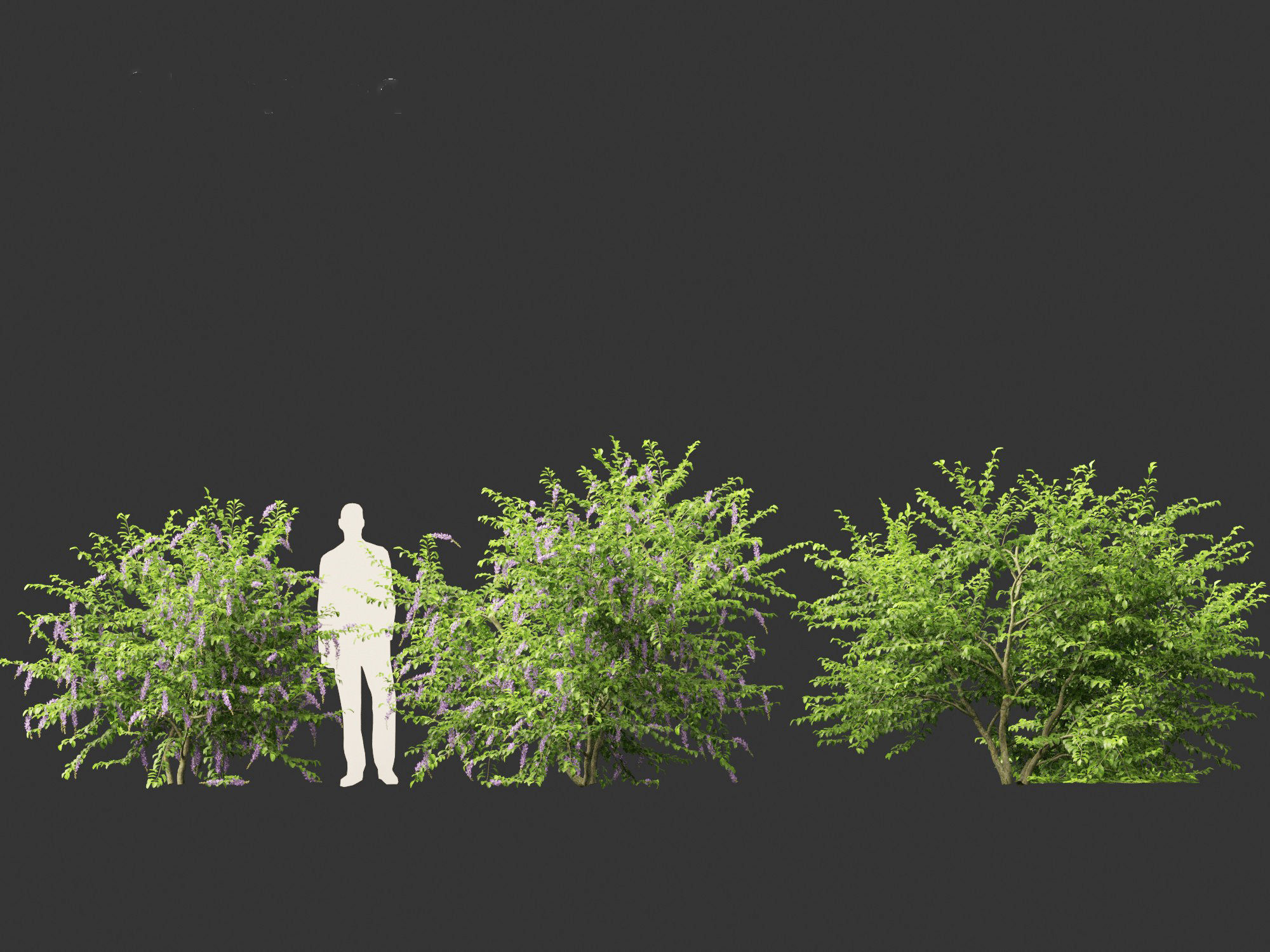 Duranta repens - Pigeon berry 3D model_9