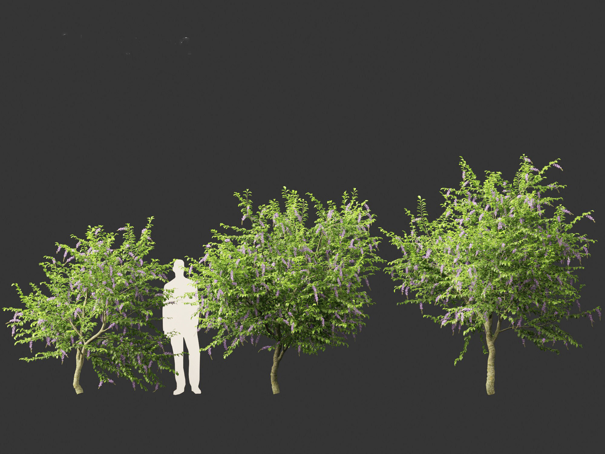 Duranta repens - Pigeon berry 3D model_11