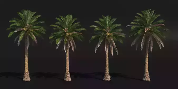 PALM TREE VOL 1 - Phoenix Canariensis VRAY CORONA 3DMAX