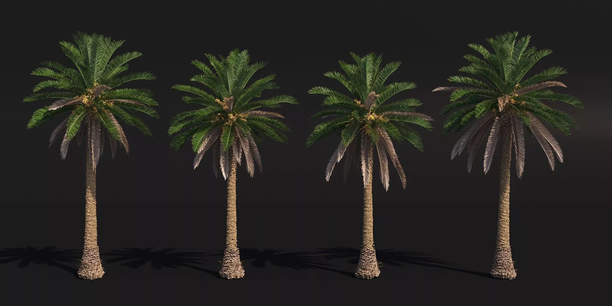 PALM TREE VOL 1 - Phoenix Canariensis VRAY CORONA 3DMAX 3D model
