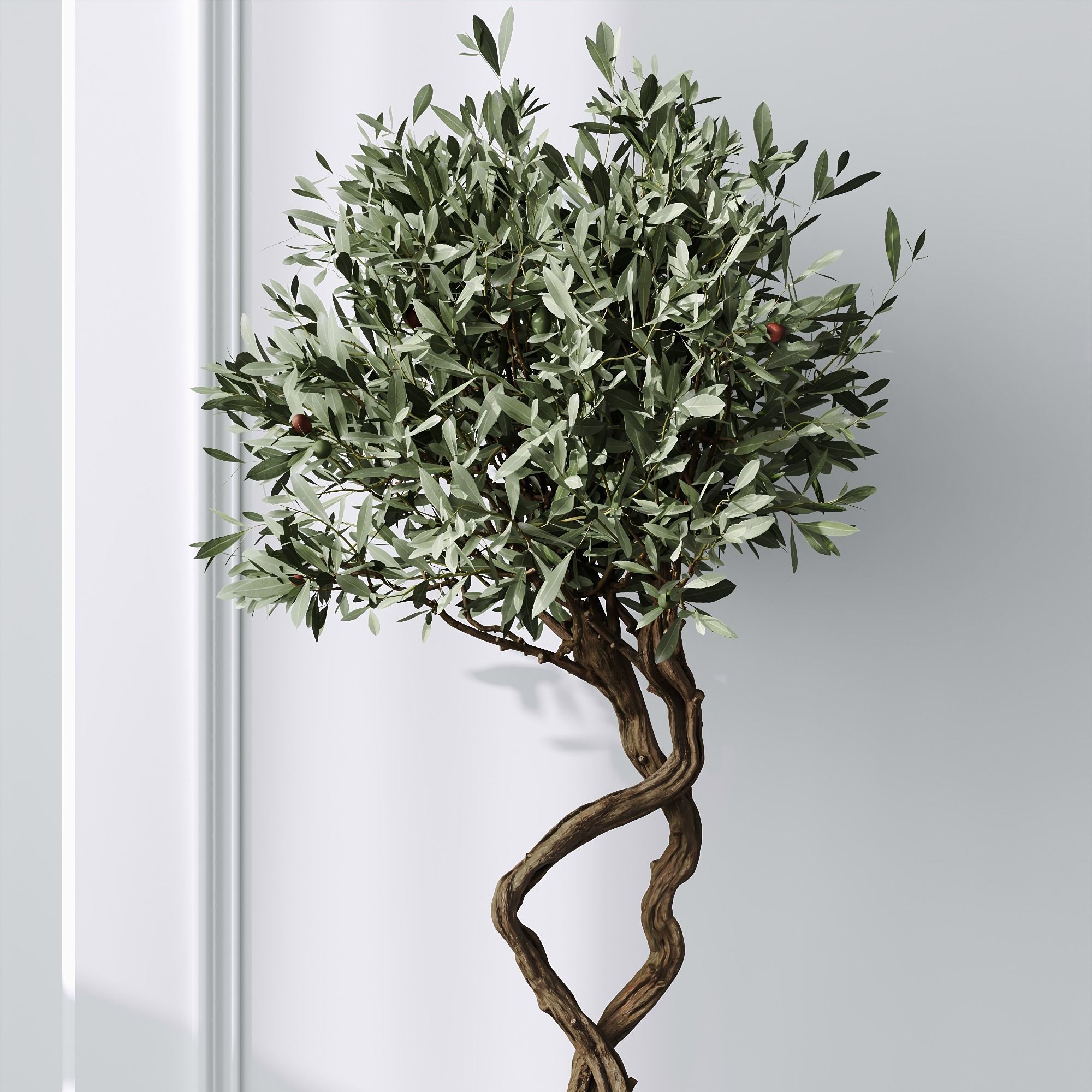 HQ Plants Mission Olive Tree Indoor Vase Set003 3D model_4