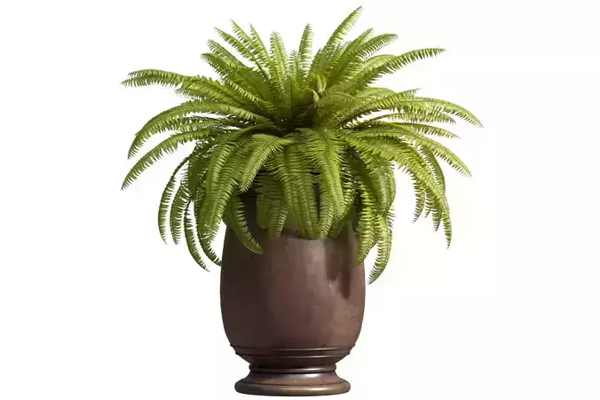 Boston Fern in a flowerpot Garden Plant Palm Entrance 
