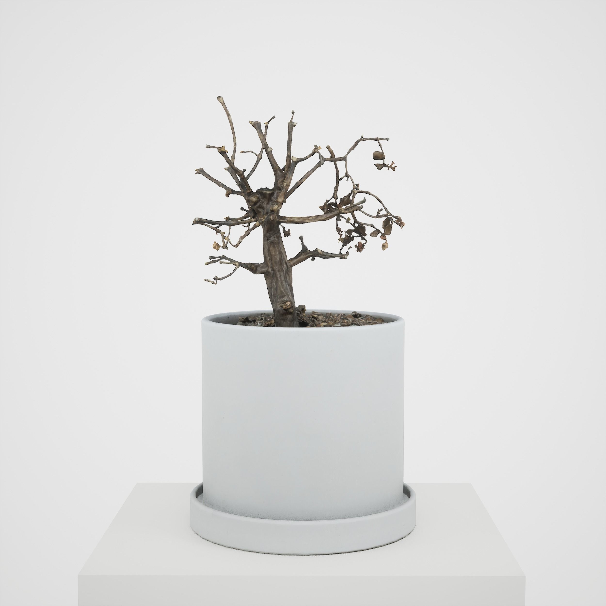Game-ready Small Tree Plant Low-poly 3D model_1