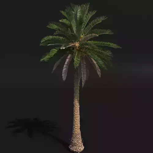 PALM TREE 1 - POHON PALEM Phoenix Canariensis VRAY CORONA 3DMAX 