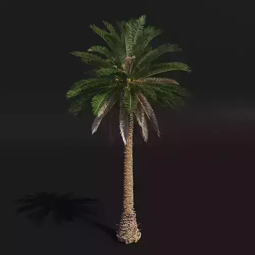PALM TREE 2 - POHON PALEM Phoenix Canariensis VRAY CORONA 3DMAX 