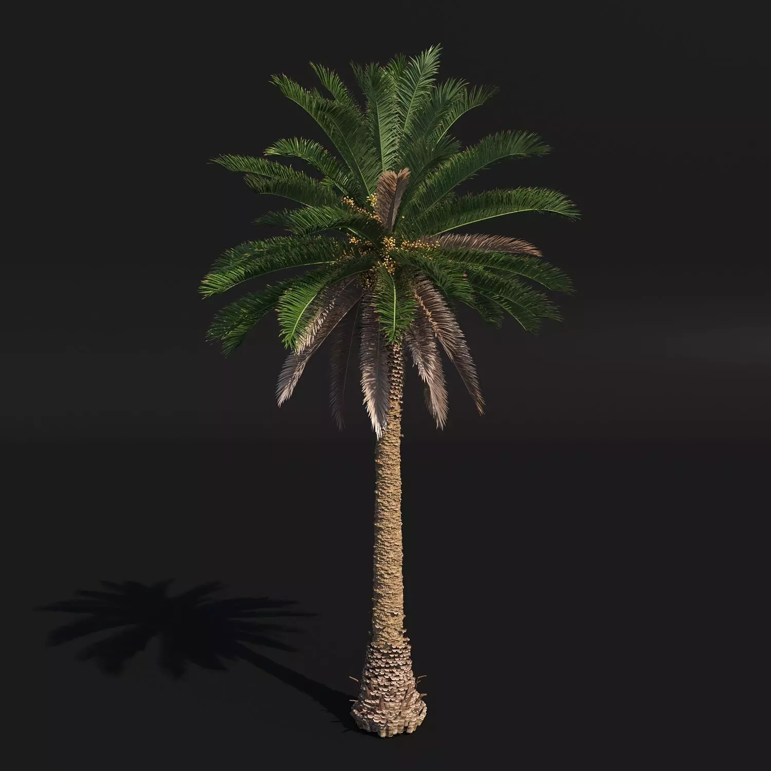 PALM TREE 2 - POHON PALEM Phoenix Canariensis VRAY CORONA 3DMAX 3D model