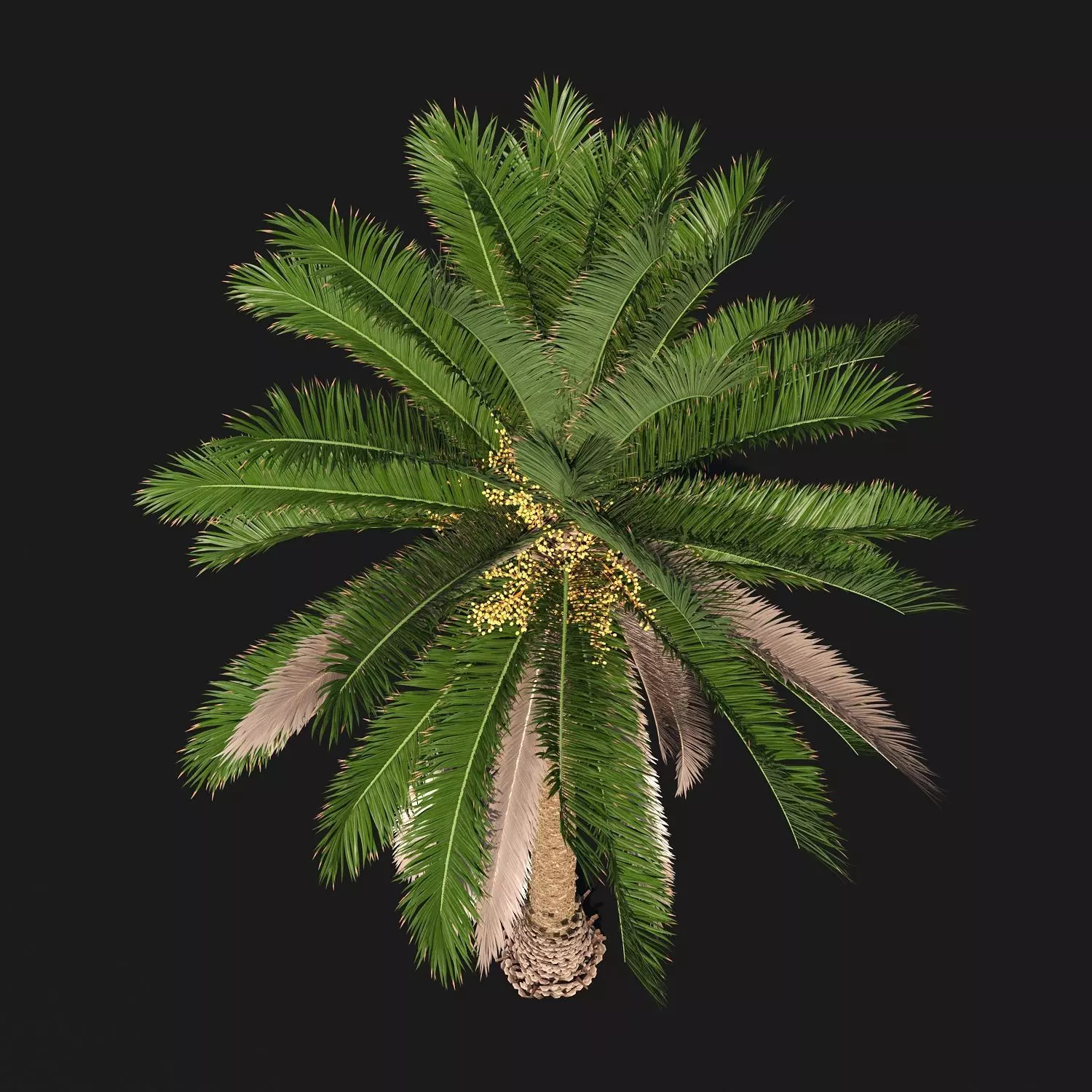 PALM TREE 3 - POHON PALEM Phoenix Canariensis VRAY CORONA 3DMAX 3D model