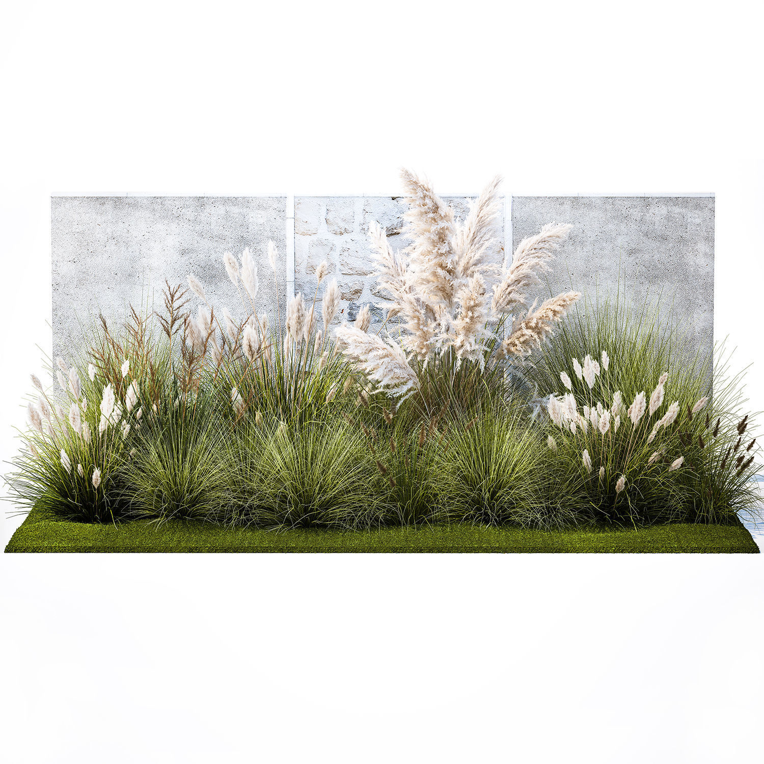 Garden feather grass grass white Pampas reed grass 1403 3D model_7