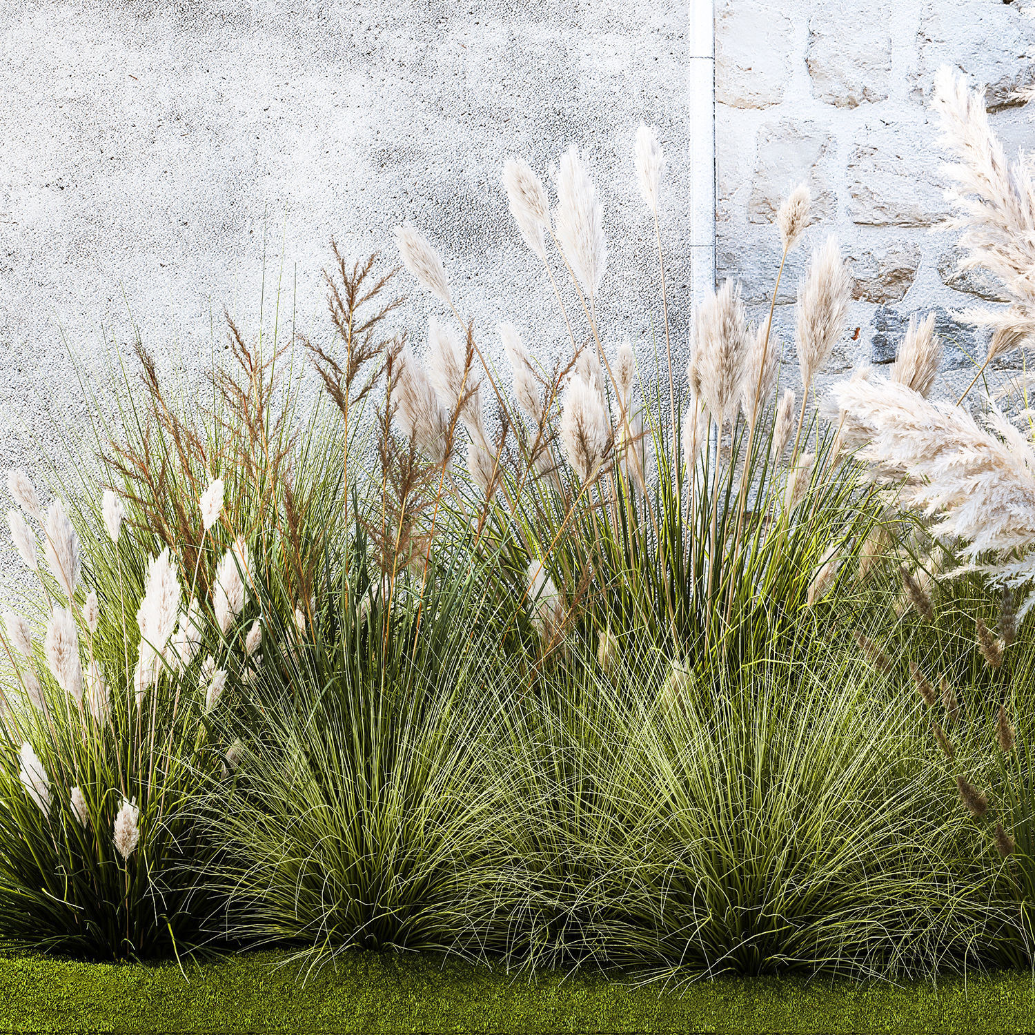 Garden feather grass grass white Pampas reed grass 1403 3D model_11