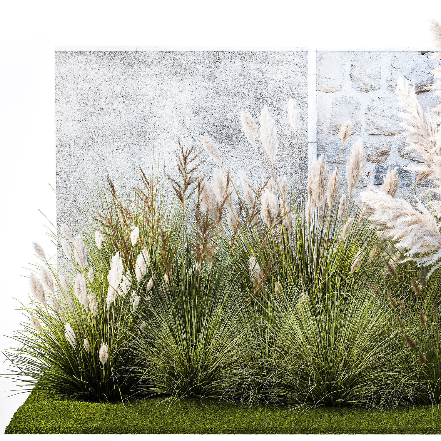 Garden feather grass grass white Pampas reed grass 1403 3D model_8