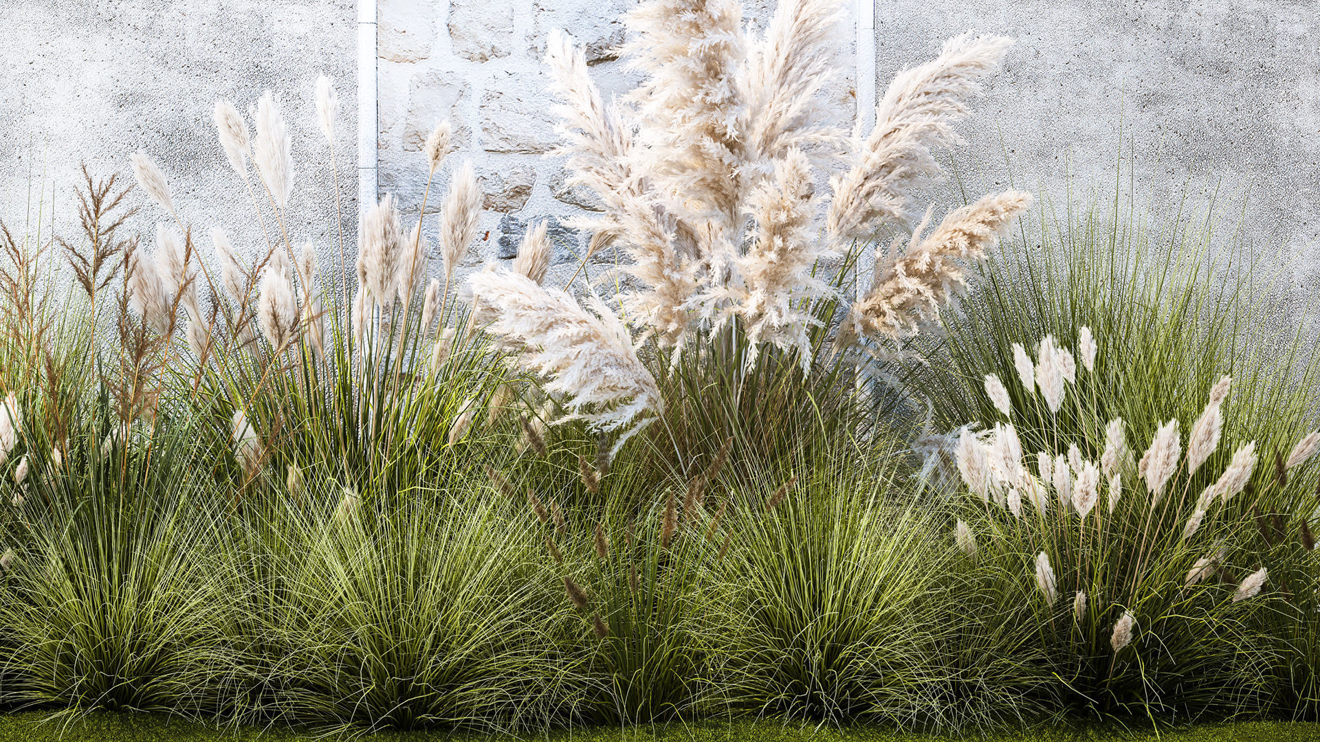 Garden feather grass grass white Pampas reed grass 1403 3D model_2