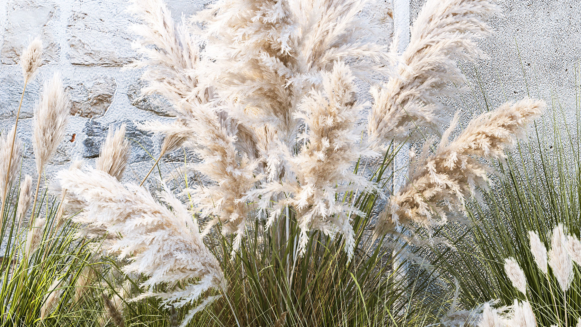 Garden feather grass grass white Pampas reed grass 1403 3D model_5
