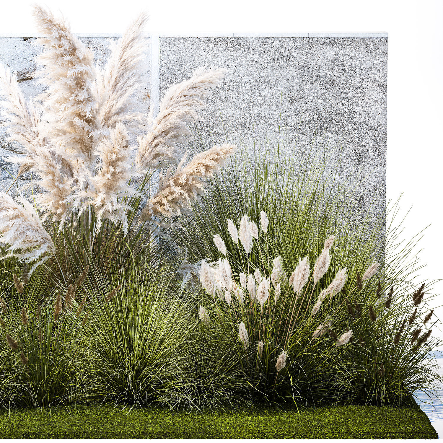 Garden feather grass grass white Pampas reed grass 1403 3D model_10