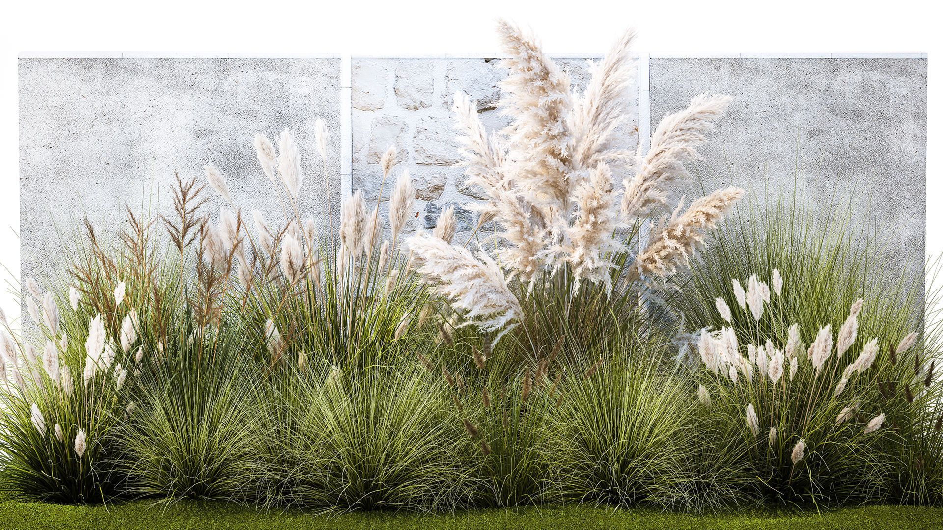 Garden feather grass grass white Pampas reed grass 1403 3D model_1